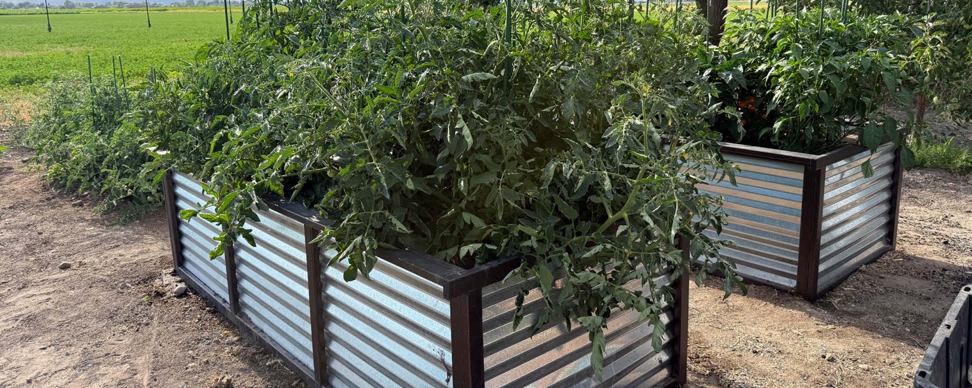 Planter Boxes
