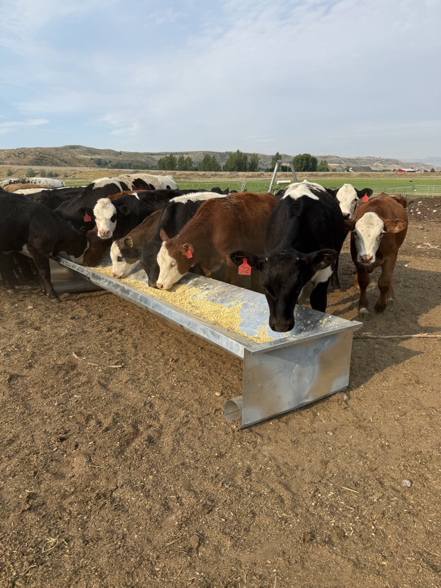 Grain Feeder